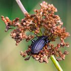 Schwarzer Käfer auf Binse