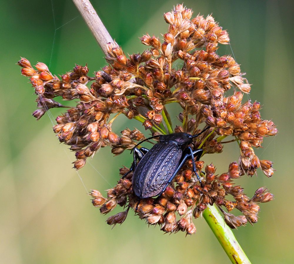 Schwarzer Käfer auf Binse Foto & Bild tiere, wildlife, insekten Bilder auf