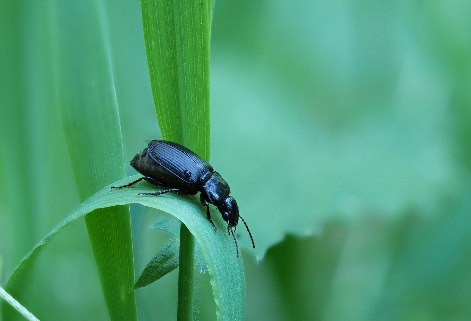 Schwarzer Käfer auf Blatt