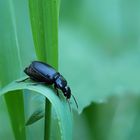 Schwarzer Käfer auf Blatt