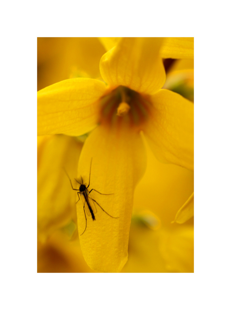 Schwarzer Käfer auf gelber Blume