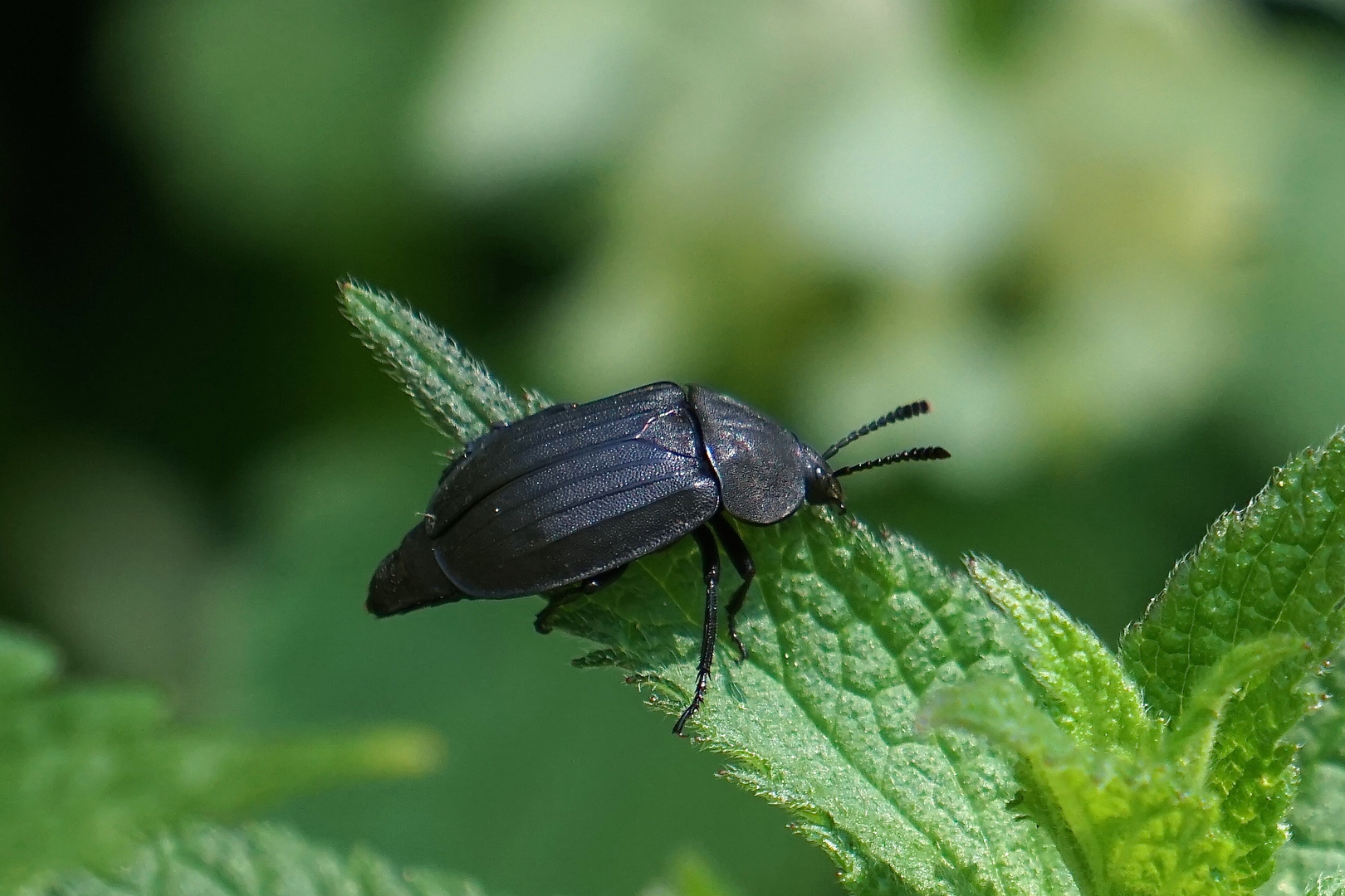 SCHWARZER KÄFER Foto & Bild natur, insekten, wildlife Bilder auf