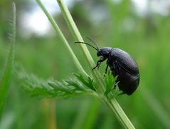 Schwarzer Käfer, kugelrund