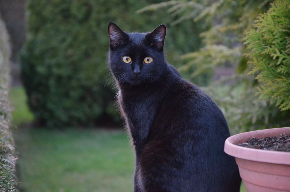 Schwarzer Kater Foto & Bild tiere, haustiere, katzen Bilder auf