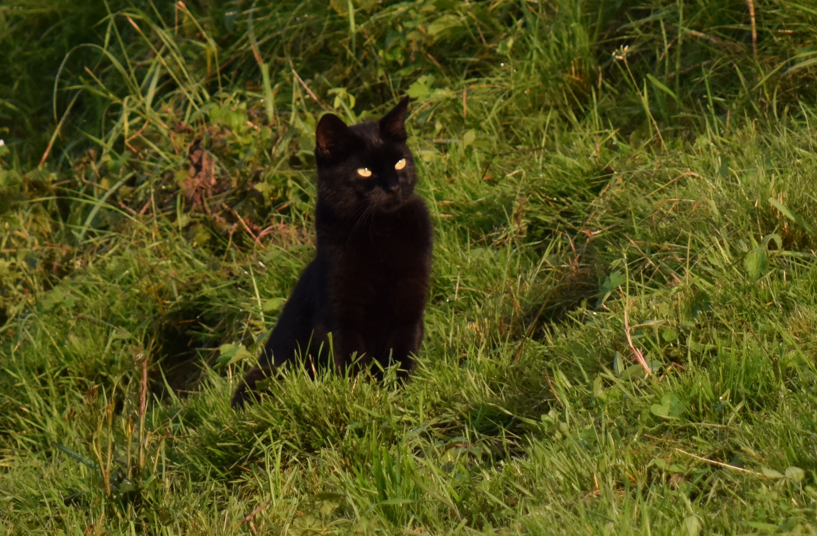 Schwarzer Kater