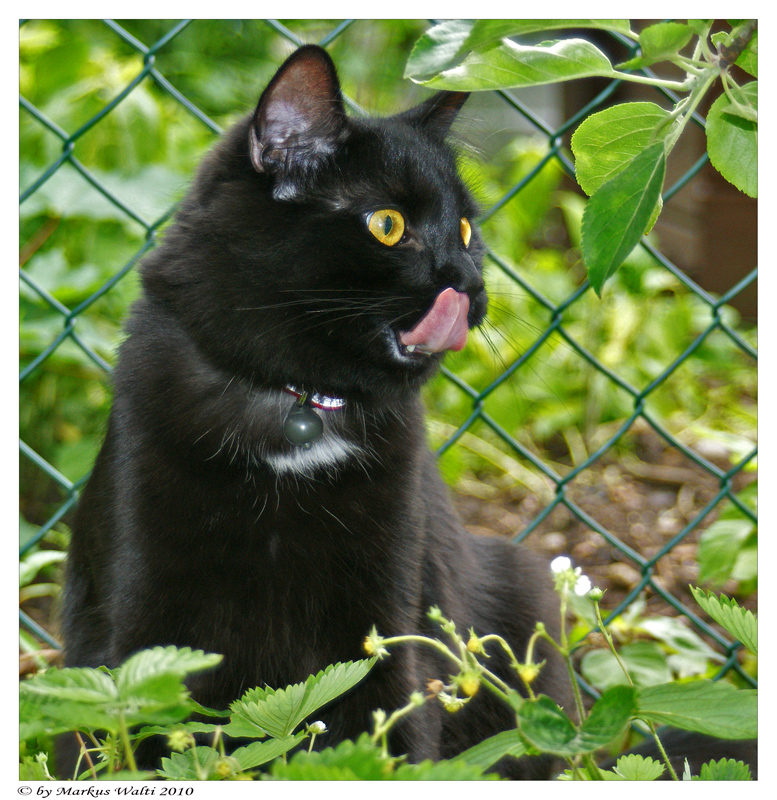 Schwarzer Kater