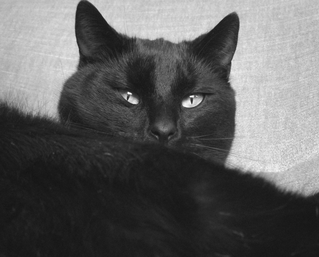 schwarzer Kater Foto & Bild tiere, haustiere, katzen Bilder auf schwarzer Kater Foto & Bild tiere, haustiere, katzen Bilder auf