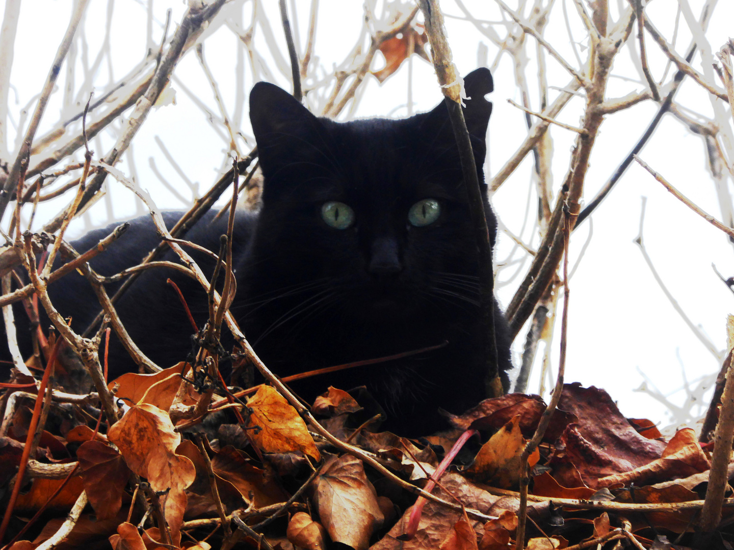 Schwarzer Kater im Ruhesitz