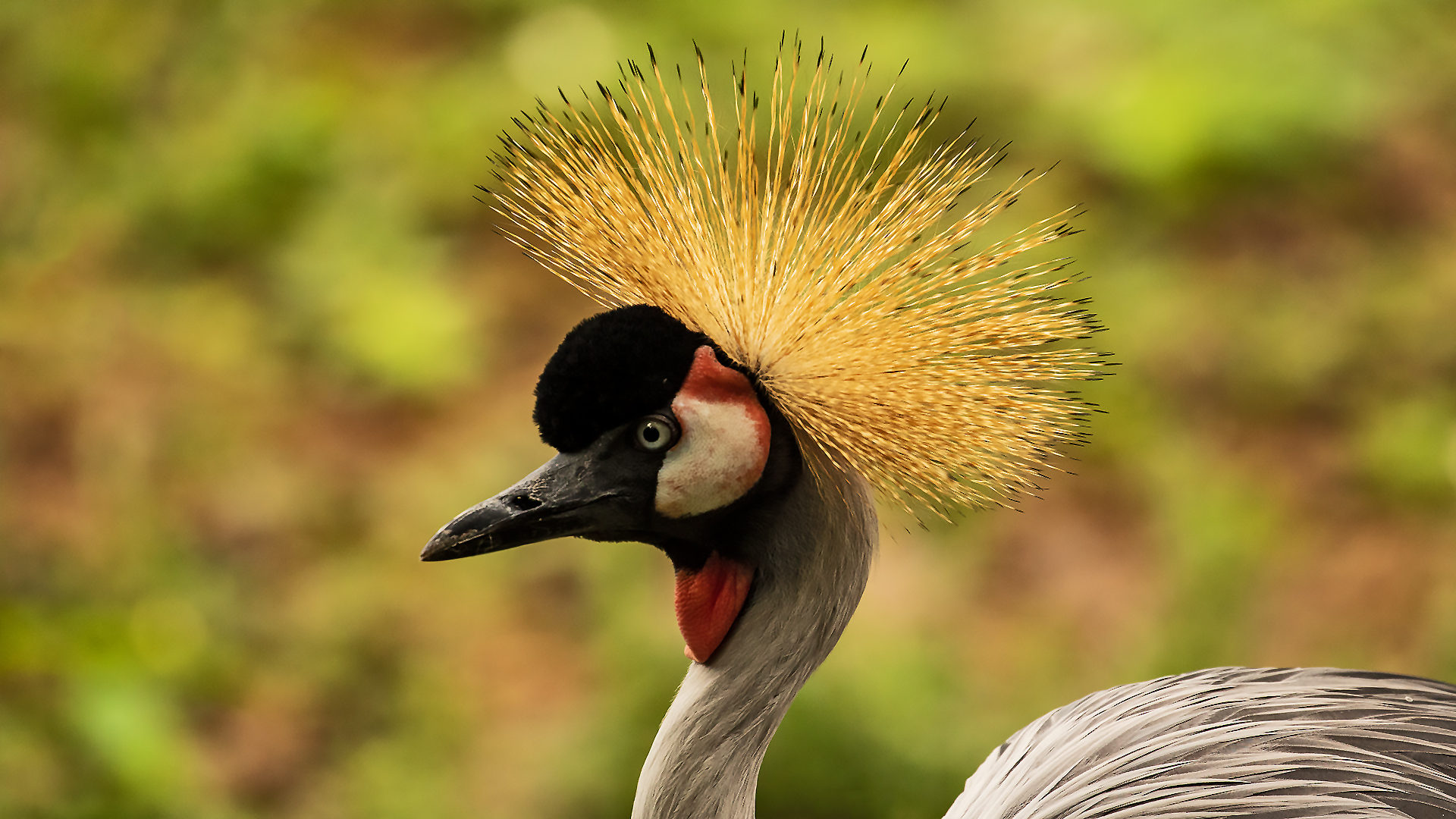 Schwarzer Kronenkranich Portrait 003