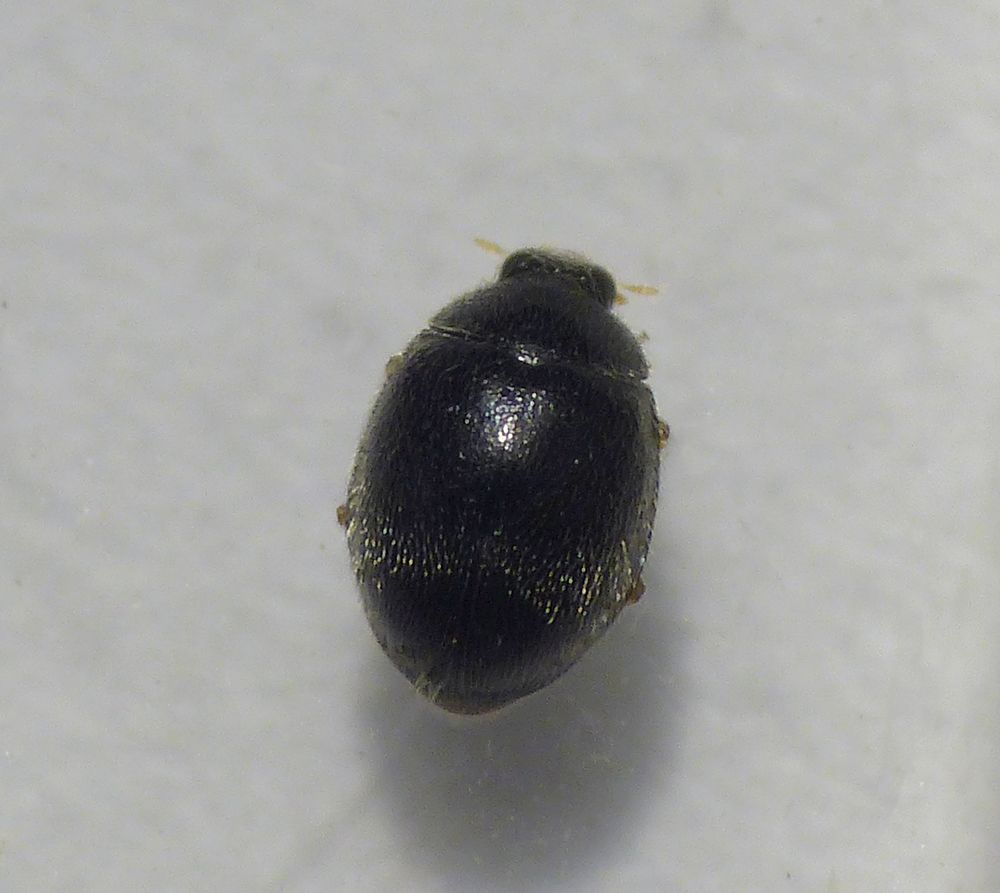 Schwarzer Kugelmarienkäfer (Stethorus punctillum)