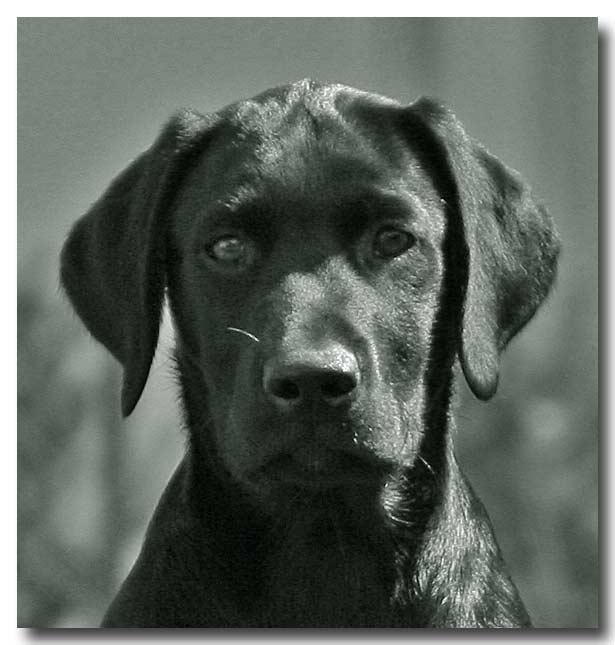 schwarzer Labrador....