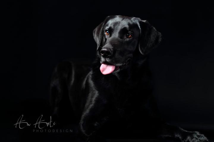 Schwarzer Labrador vor schwarzem Hintergrund