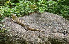 Schwarzer Leguan