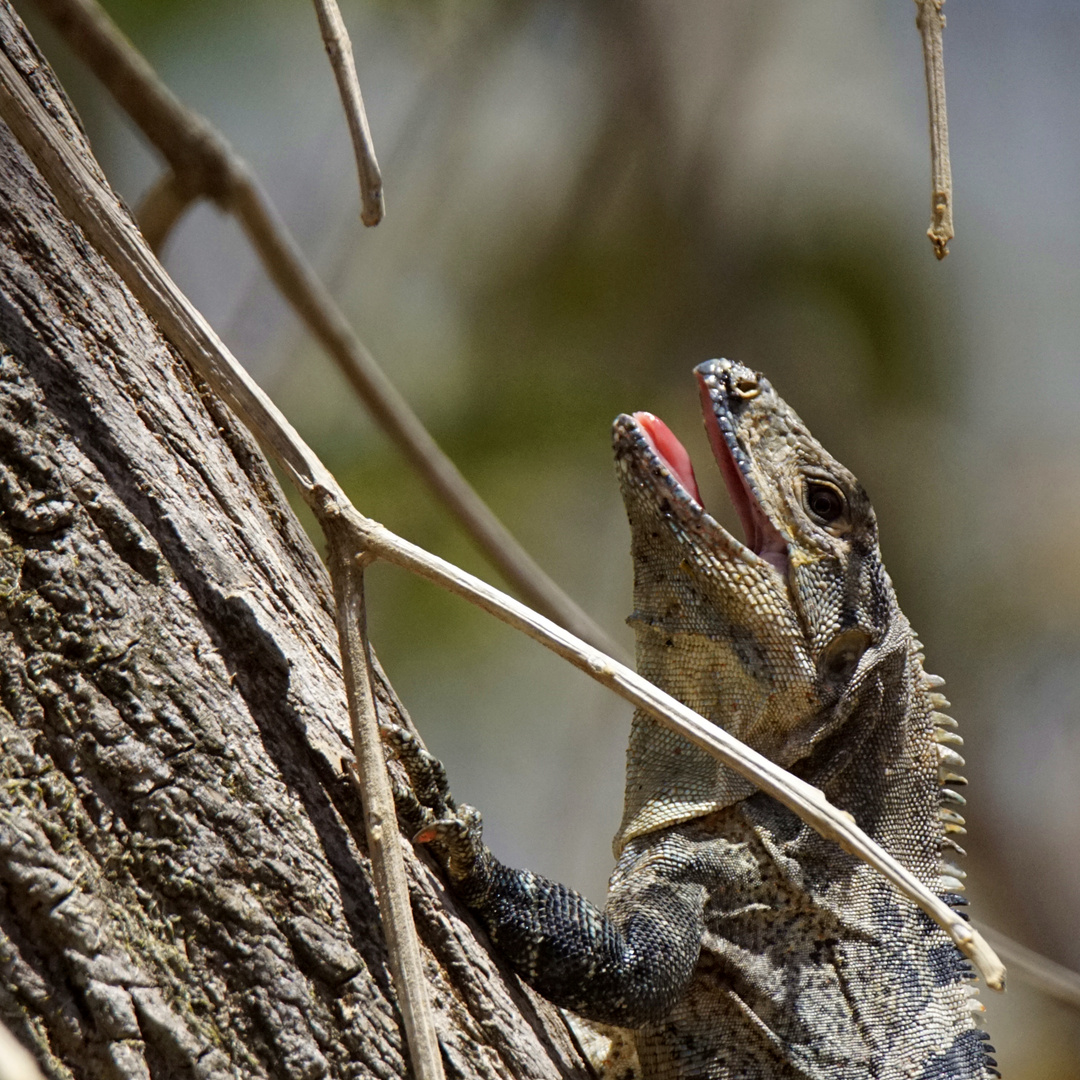 Schwarzer Leguan