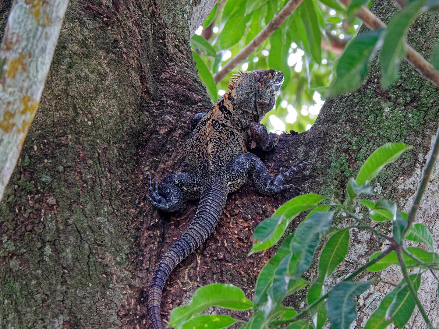 Schwarzer Leguan