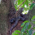 Schwarzer Leguan