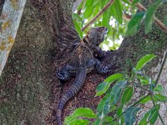 Schwarzer Leguan