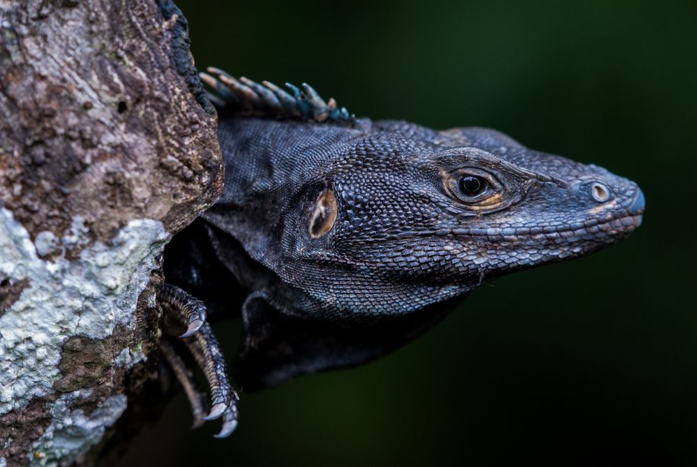 Schwarzer Leguan