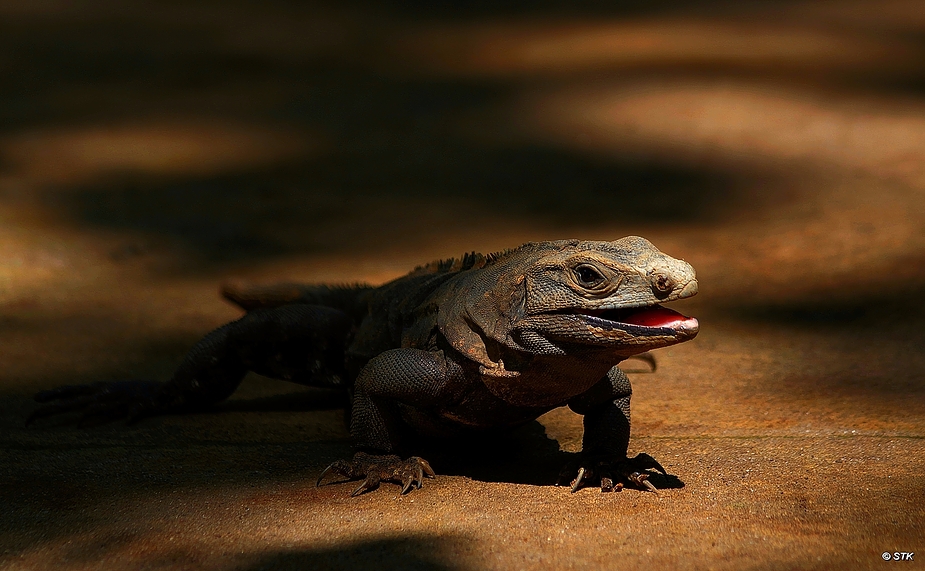 Schwarzer Leguan