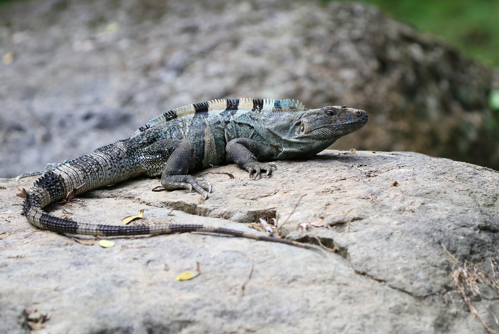 Schwarzer Leguan