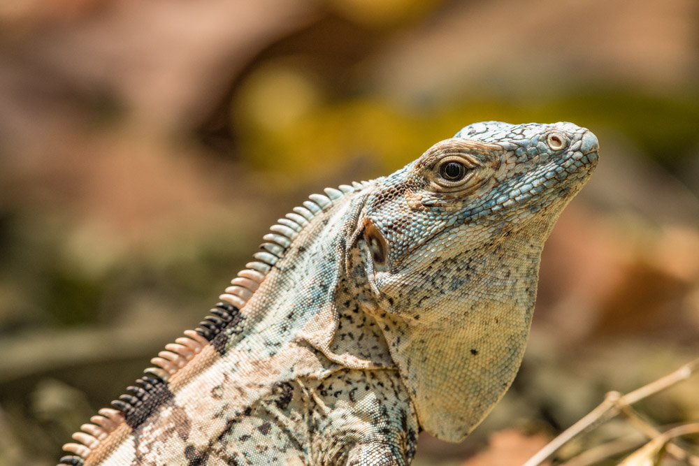 Schwarzer Leguan