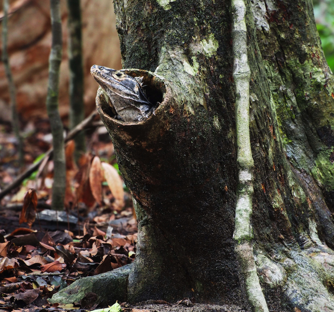 SCHWARZER LEGUAN