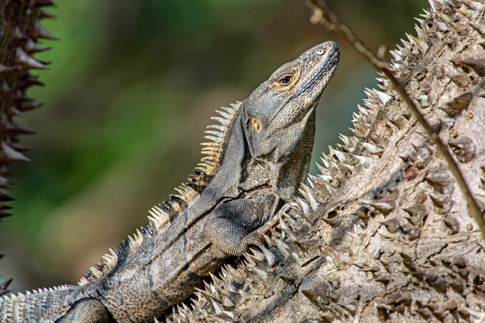 Schwarzer Leguan auf einem Sanbüchsenbaum in Costa Rica