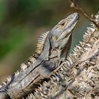 Schwarzer Leguan auf einem Sanbüchsenbaum in Costa Rica