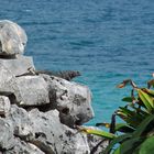 Schwarzer Leguan blickt aufs karibische Meer