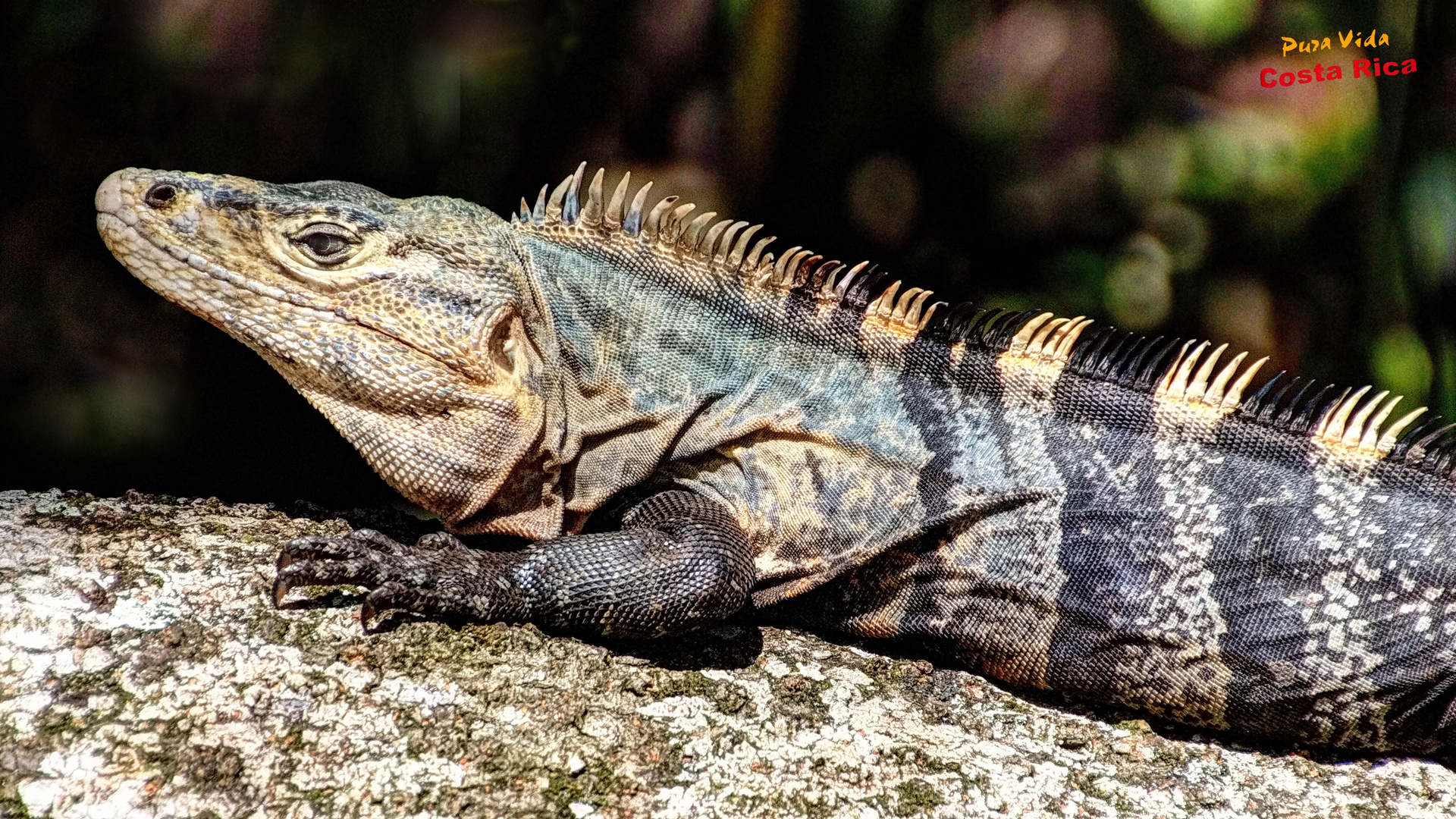 Schwarzer Leguan, Costa Rica