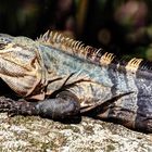 Schwarzer Leguan, Costa Rica