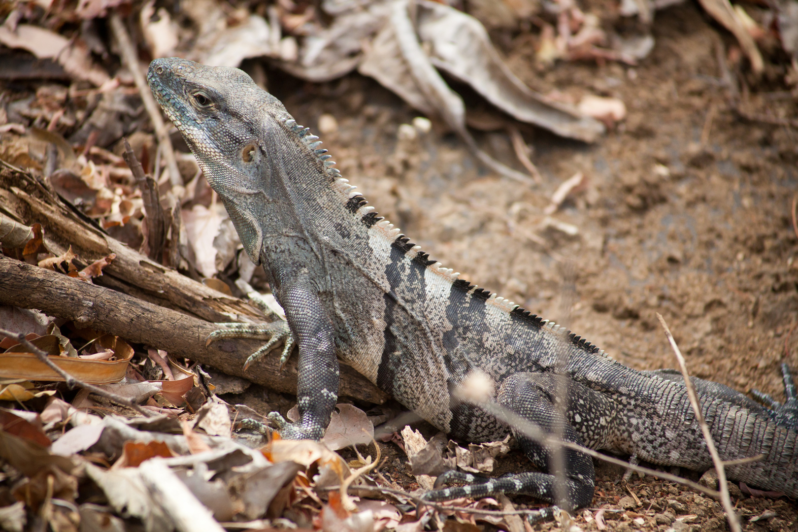 Schwarzer Leguan - Costa Rica