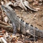 Schwarzer Leguan - Costa Rica