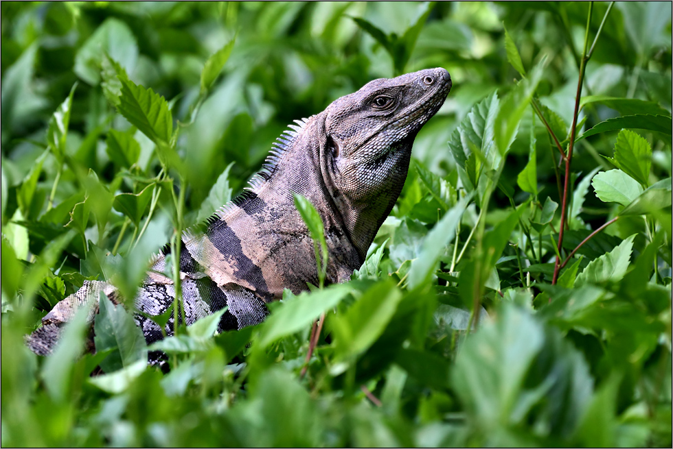 Schwarzer Leguan