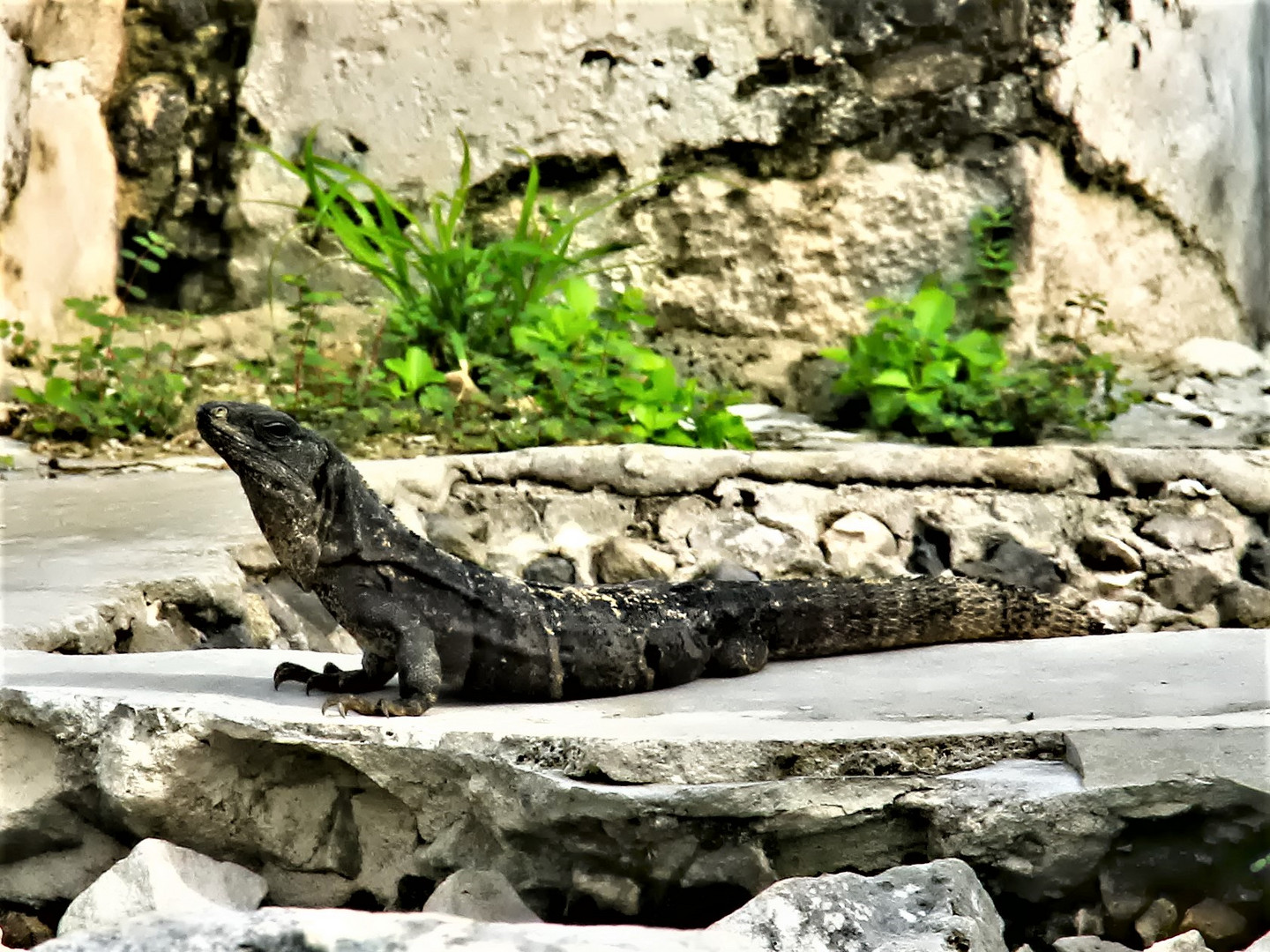 Schwarzer Leguan in Tulum / Mexiko