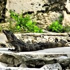 Schwarzer Leguan in Tulum / Mexiko