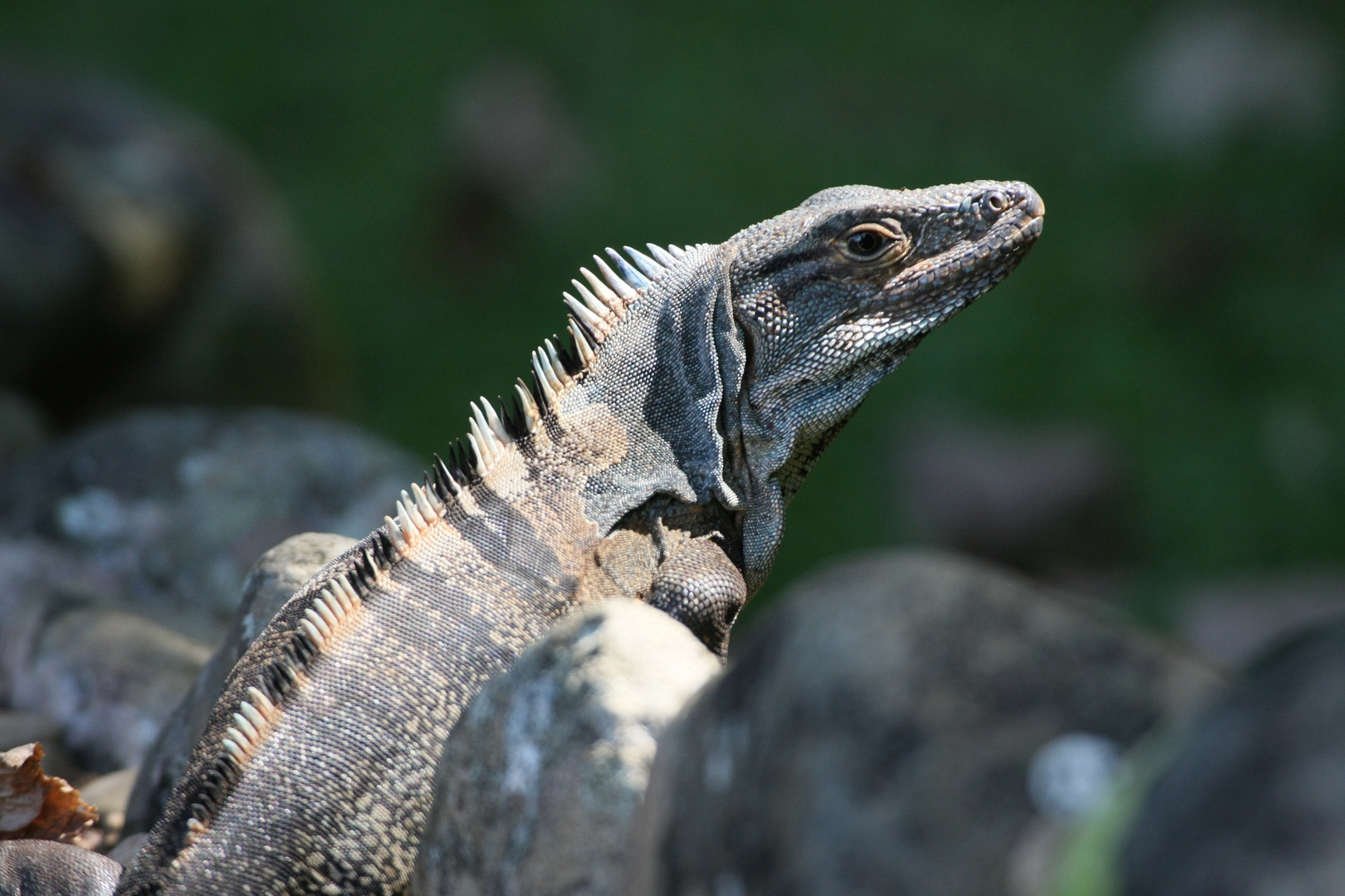 Schwarzer Leguan_2