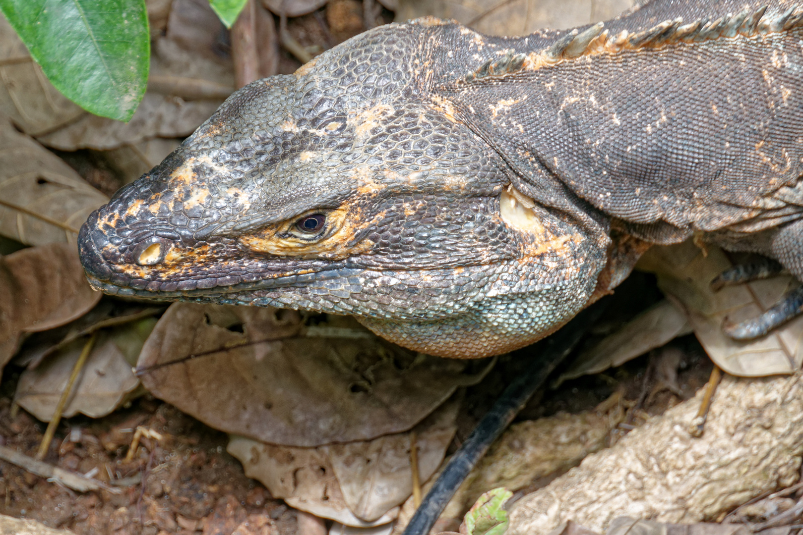 Schwarzer Leguan_9