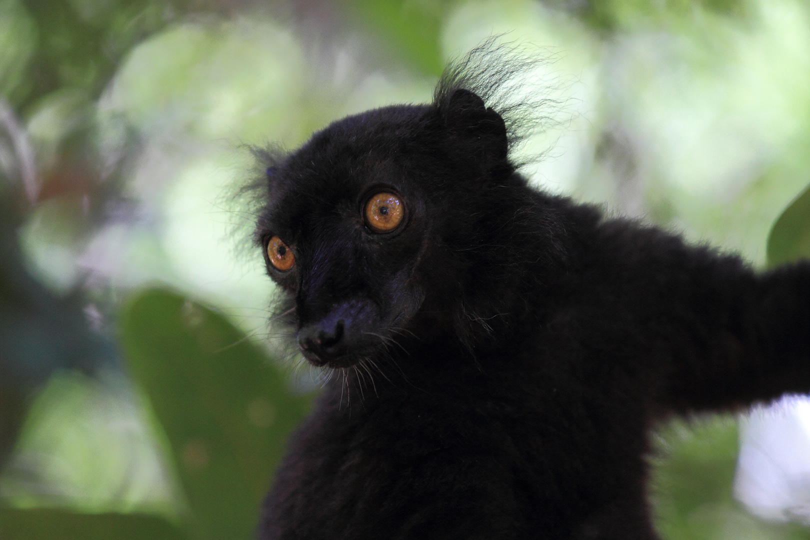 Schwarzer Lemur