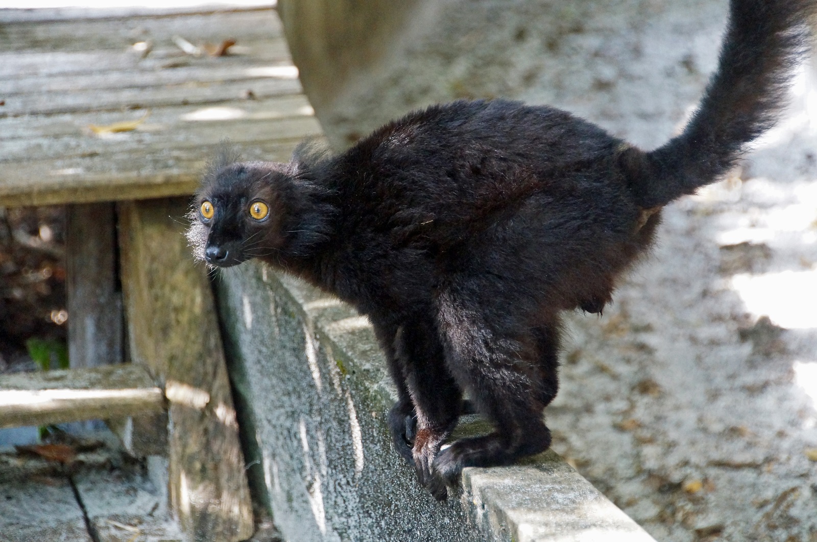 schwarzer Lemur