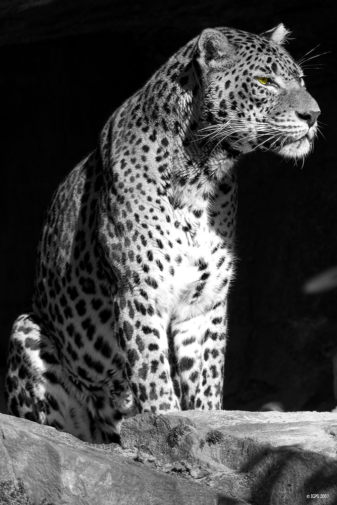 Schwarzer Leopard