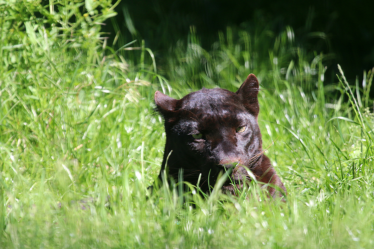 Schwarzer Leopard im hohen Gras