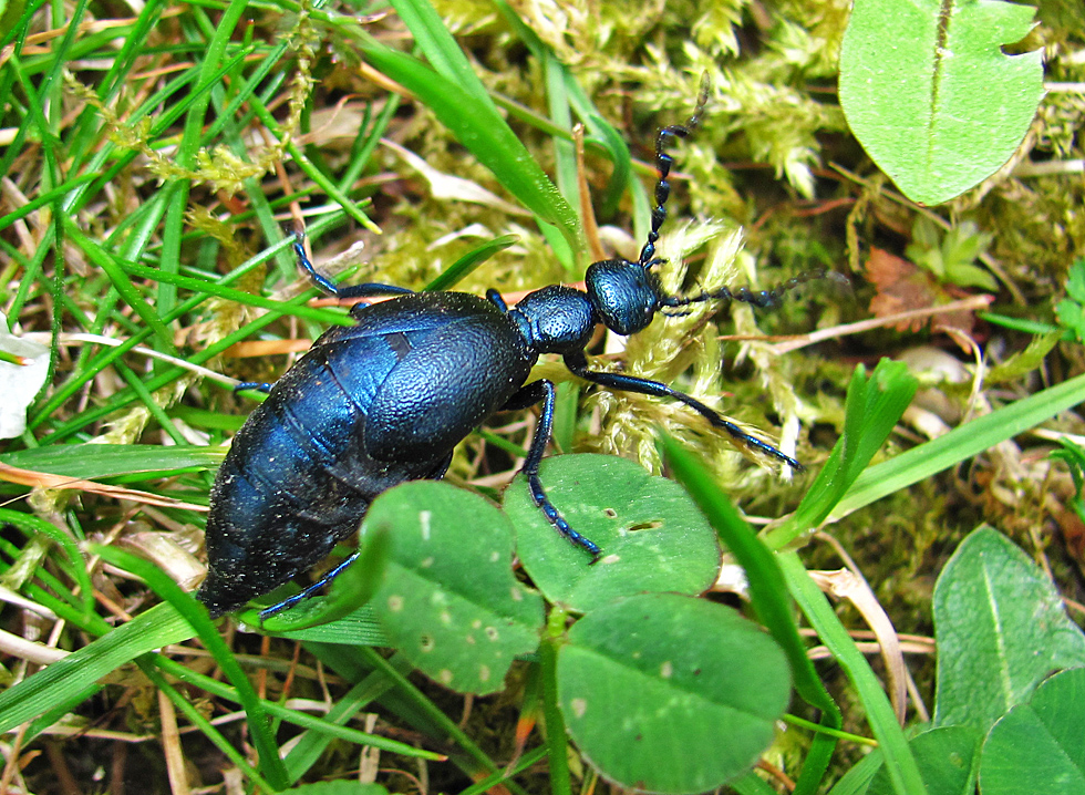 Schwarzer Maiwurm - Ölkäfer