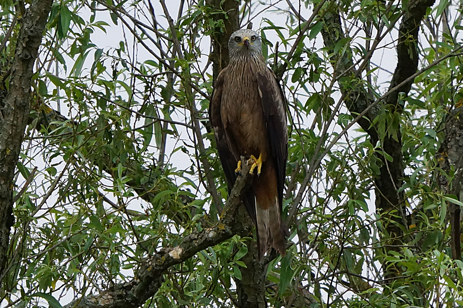 Schwarzer Milan, Milvus migrans