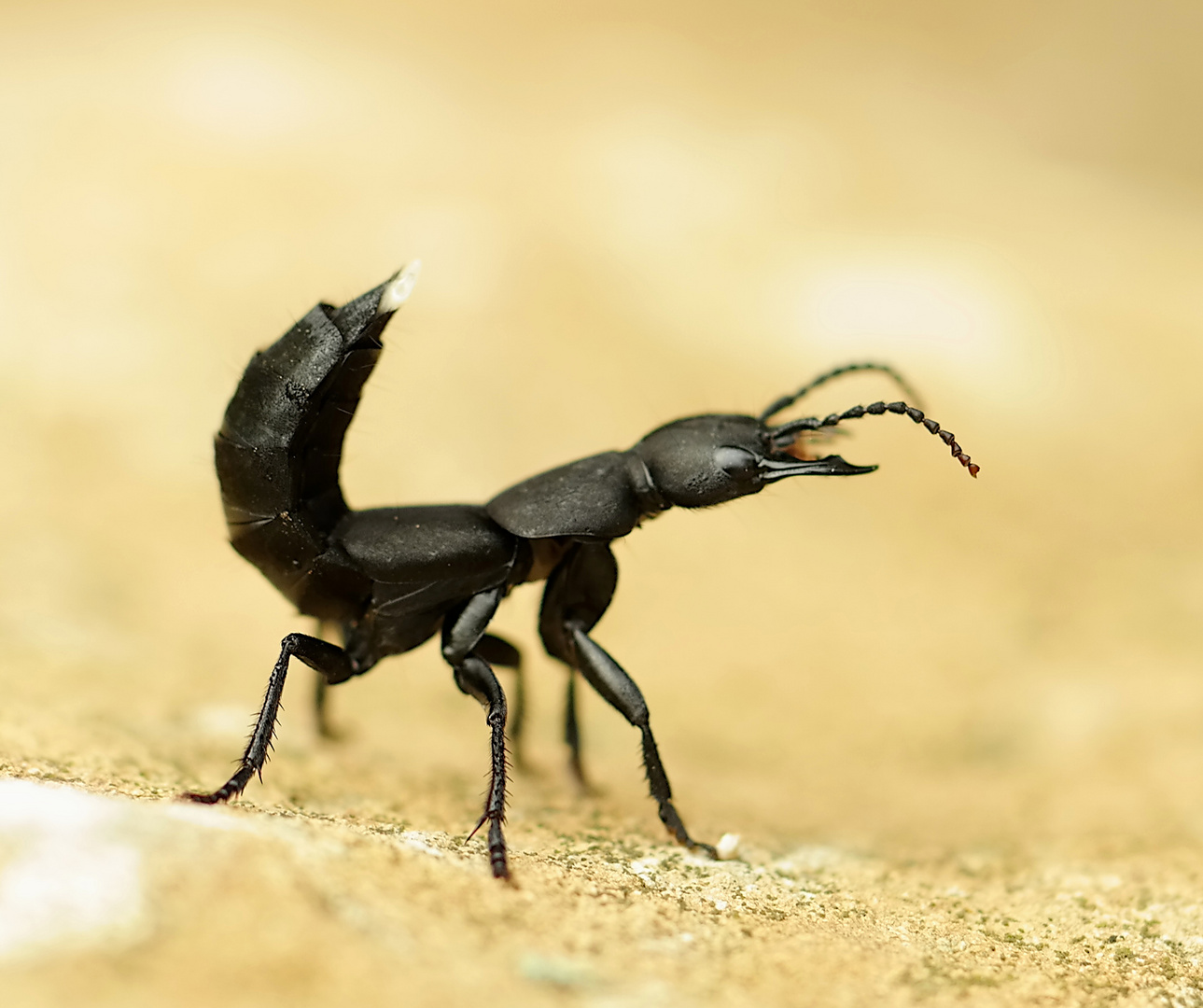 schwarzer Moderkäfer Foto & Bild tiere, wildlife, insekten Bilder auf