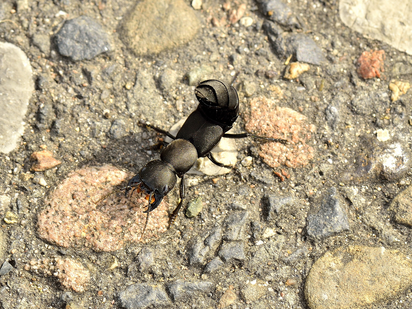 Schwarzer Moderkäfer Foto & Bild tiere, wildlife, insekten Bilder auf