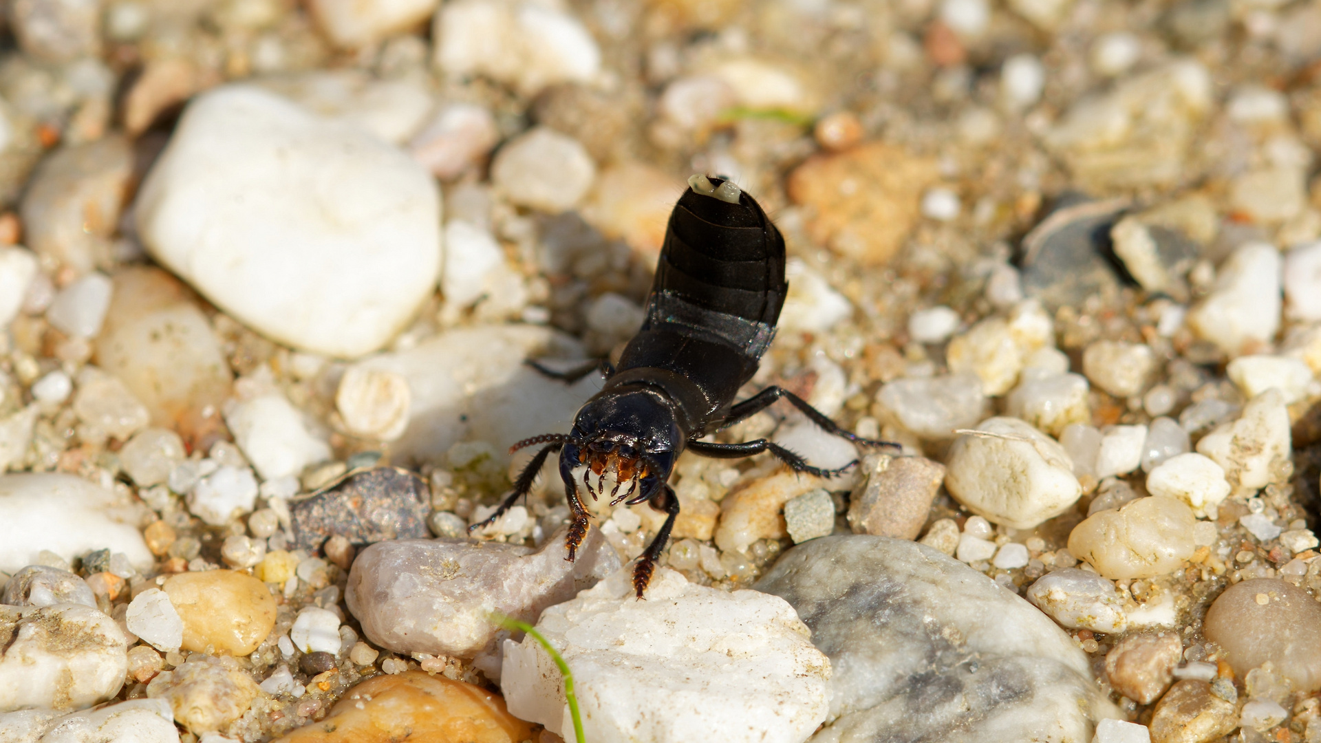 Schwarzer Moderkäfer in Abwehrhaltung