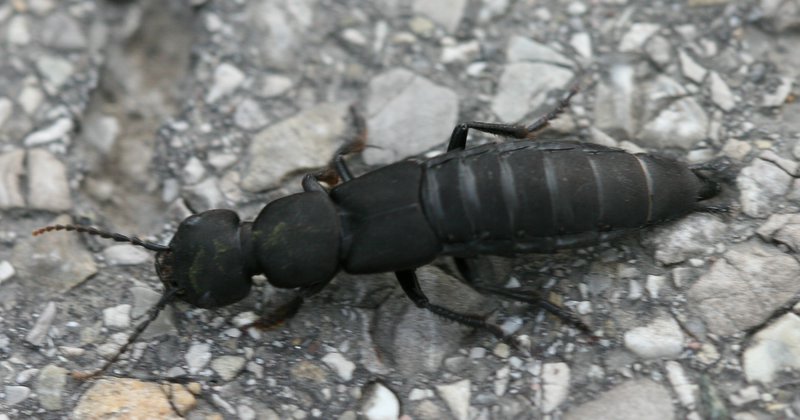 Schwarzer Moderkäfer (Ocypus olens) 01