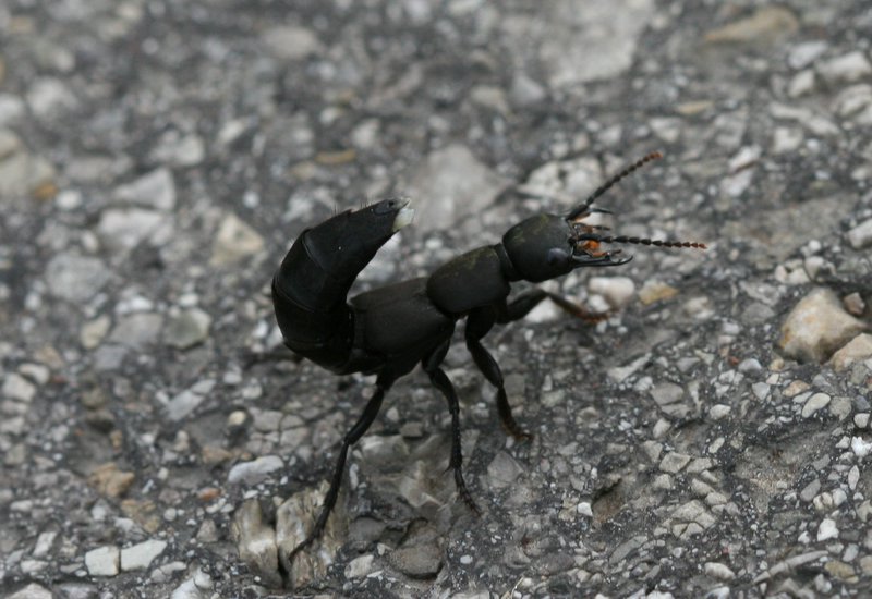 Schwarzer Moderkäfer (Ocypus olens) 02