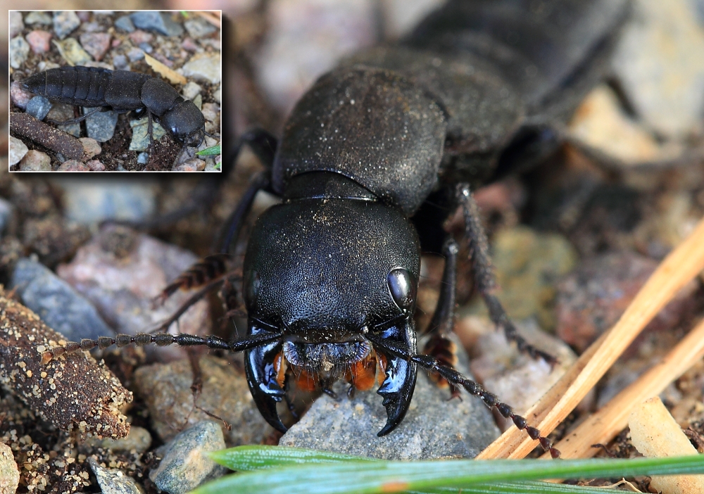 Schwarzer Moderkäfer (Ocypus olens) Foto & Bild tiere, wildlife